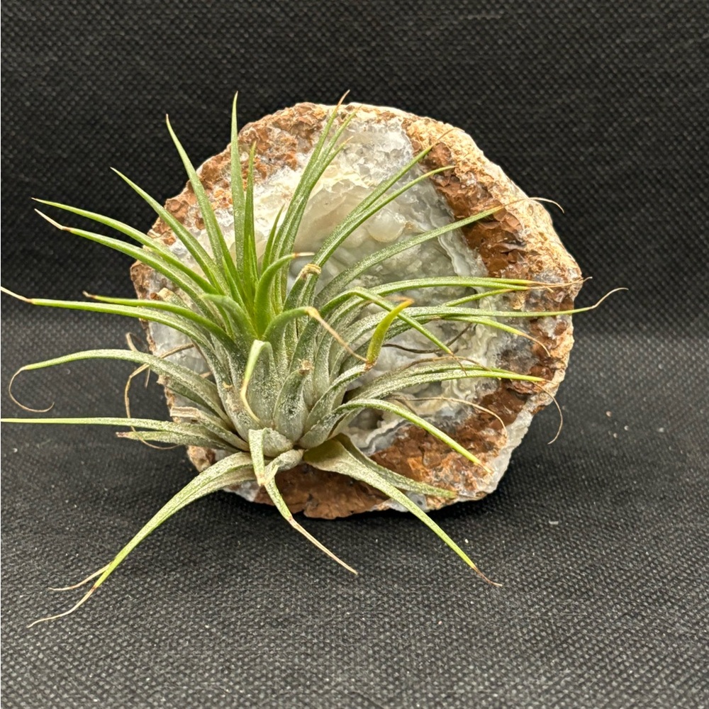 Mexican Sonora geode quartz crystal chalcedony crystal air plant